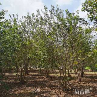 高度550厘米丛生五角枫