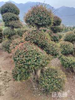 12公分造型赤楠