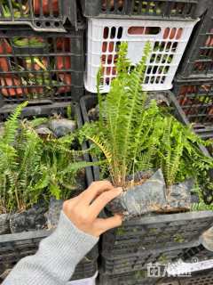 高度35厘米千鸟花