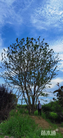 120公分丛生朴树