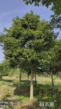 15公分大叶女贞