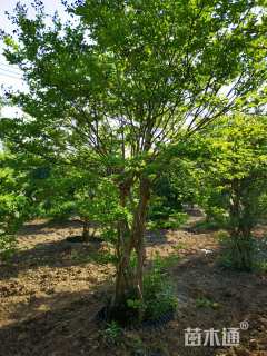 38公分造型紫薇