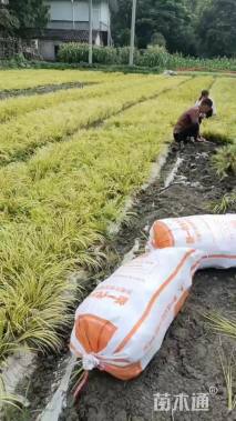 高度25厘米金叶石菖蒲