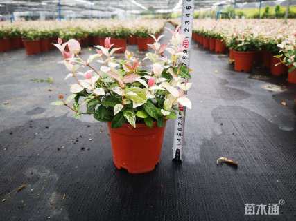 20厘米花叶络石