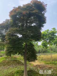 高度250厘米羽毛枫