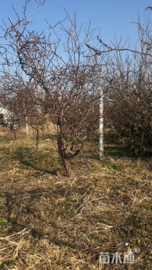 高度200厘米龙游梅