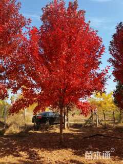 14公分美国红枫-红冠