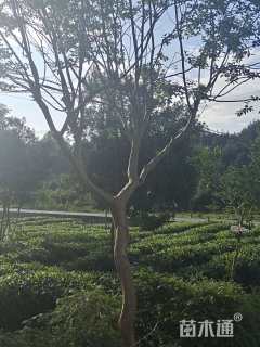 高度500厘米大红紫薇