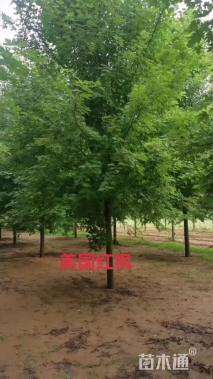 15公分美国红枫