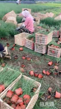 高度20厘米粉黛乱子草