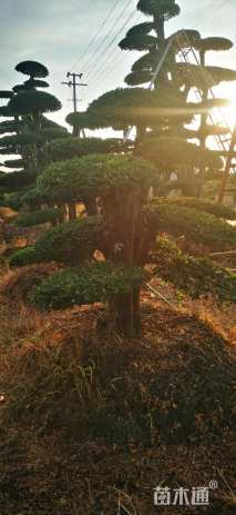 40公分造型榆树