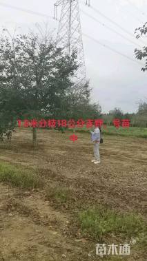 12公分高杆染井吉野樱