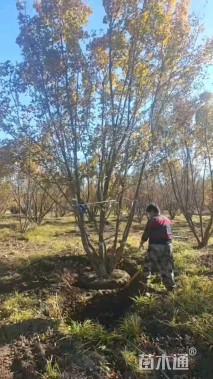 高度400厘米丛生元宝枫