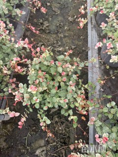 20厘米花叶络石