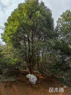 50公分(3杆)丛生香樟