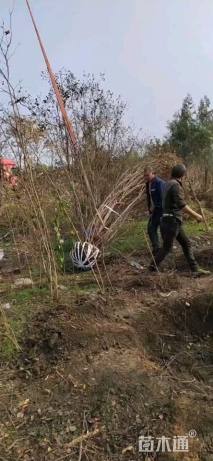 高度300厘米丛生紫薇