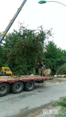 15公分北美海棠