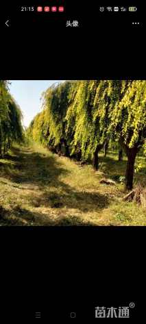 30公分金叶垂榆