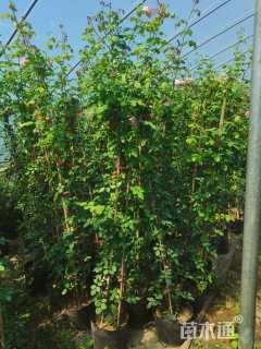 180厘米藤本月季