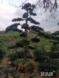 12公分小叶罗汉松