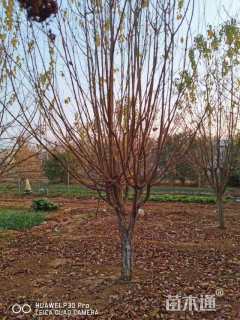 13公分暴马丁香