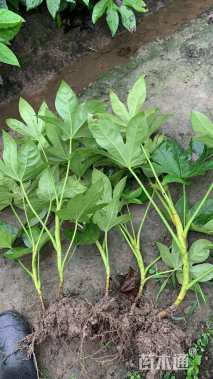 高度50厘米八角金盘