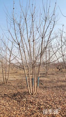 高度600厘米丛生五角枫