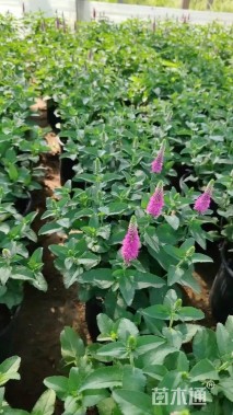 高度50厘米婆婆纳