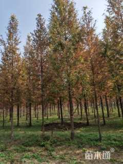 10公分金叶水杉