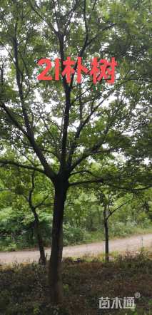 15公分朴树