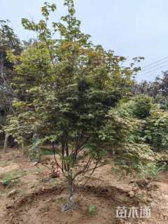 高度250厘米丛生红枫