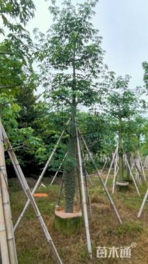 20公分美丽异木棉