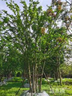 60公分丛生朴树