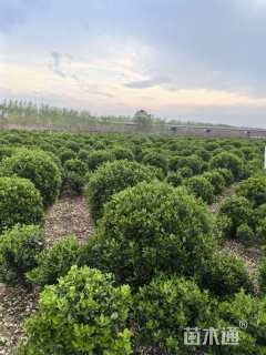 冠幅100厘米大叶黄杨球