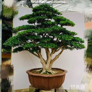 高度120厘米黄杨