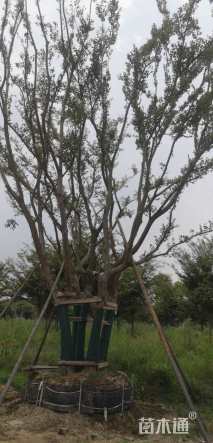 60公分(3杆)丛生朴树