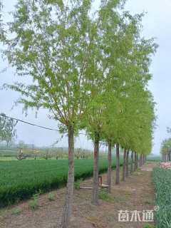 15公分柳树