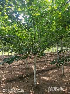 8公分染井吉野樱