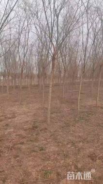 10公分青皮垂柳