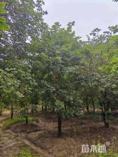 20公分黄花风铃木