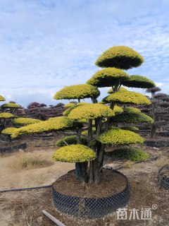 20公分造型亮晶女贞