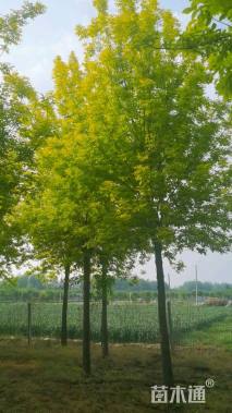 15公分秋紫白蜡