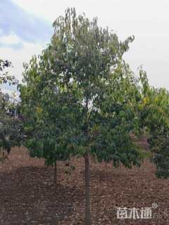 10公分大叶女贞