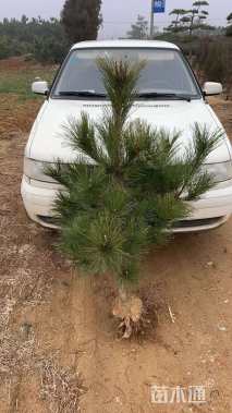 高度120厘米黑松