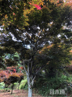 26公分中国红枫