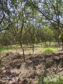 高度600厘米红花紫薇