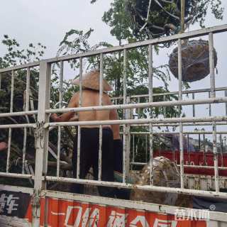 12公分日本红枫