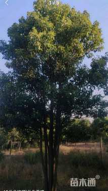 60公分(5杆)丛生香樟