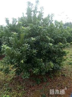 高度300厘米地杨梅