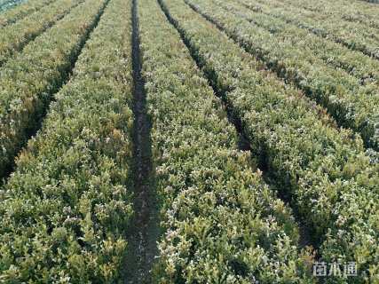 高度30厘米瓜子黄杨